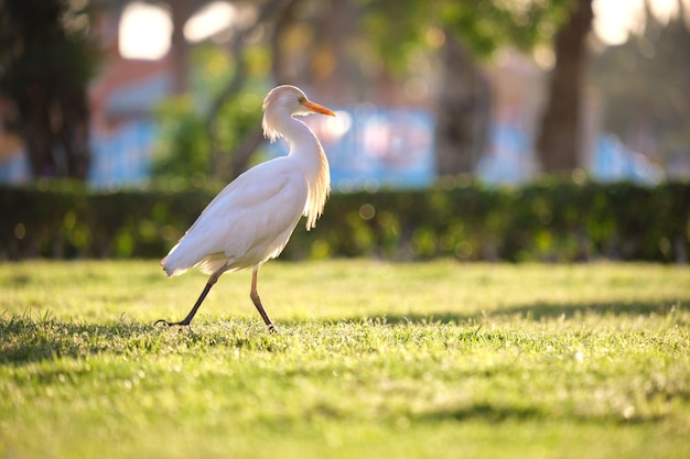 Dziki ptak czapla biała, znany również jako Bubulcus ibis, chodzący latem po zielonym trawniku