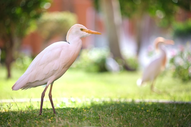 Dziki ptak czapla biała, znany również jako Bubulcus ibis, chodzący latem po zielonym trawniku