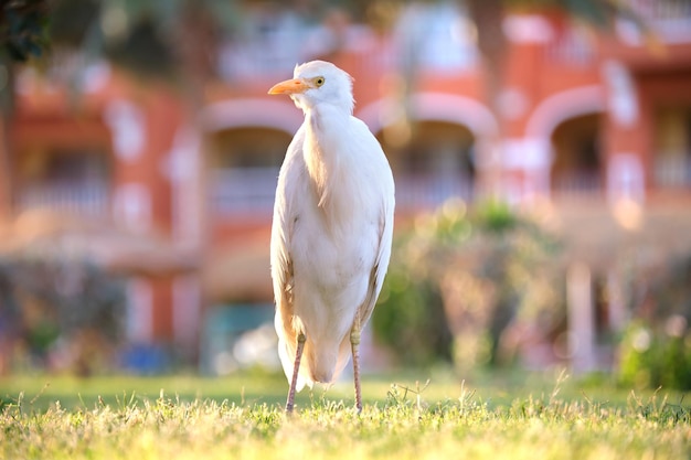Dziki ptak czapla biała, znany również jako Bubulcus ibis, spacerujący latem po zielonym trawniku na dziedzińcu hotelu