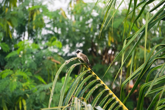 Dziki ptak siedzący na bananowej gałęzi drzewa z zielonymi liśćmi w tle
