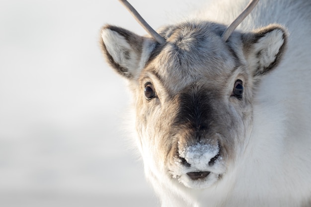 Dziki Renifer Svalbard, Rangifer Tarandus Platyrhynchus, Portret Ciekawego Zwierzęcia Z Małymi Porożami W Svalbard W Norwegii.