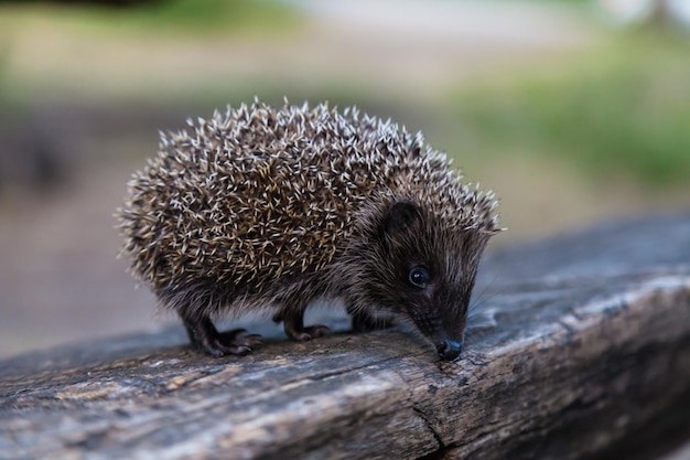 Zdjęcie dziki, rodzimy, europejski jeż w naturalnym środowisku leśnym. nazwa naukowa erinaceus europaeus. f