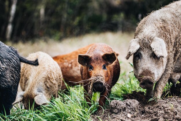 Dziki Rodzina zwierząt Sus scrofa z knurem w jesiennym lesie w Europie