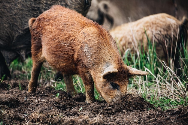 Dziki Rodzina zwierząt Sus scrofa z knurem w jesiennym lesie w Europie