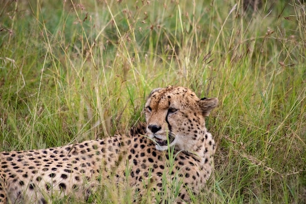 Dziki słodki gepard chłodzi trawę w rezerwacie narodowym Masai Mara w Kenii