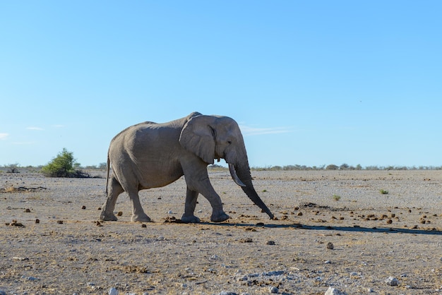 Zdjęcie dziki słoń chodzenie w afrykańskiej sawannie