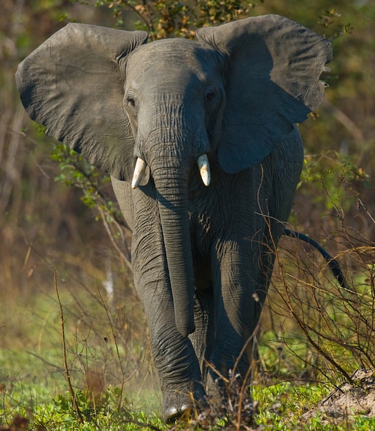 Dziki słoń stoi w buszu