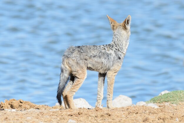 Dziki Szakal Na Waterhole W Afrykańskiej Sawannie