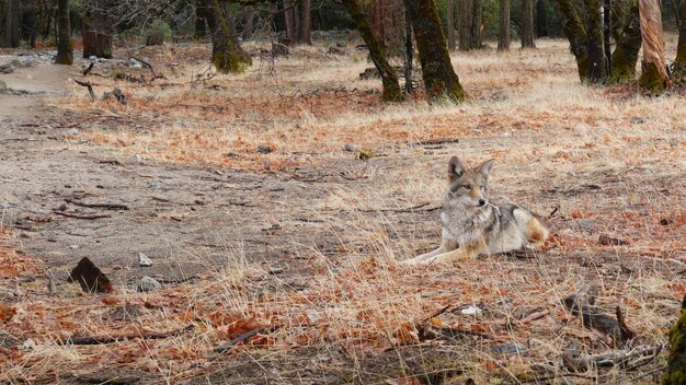 Dziki Wilk Zwierzę Kojot Lub Wilkołak Yosemite Leśna Przyroda Fauna Kalifornijska