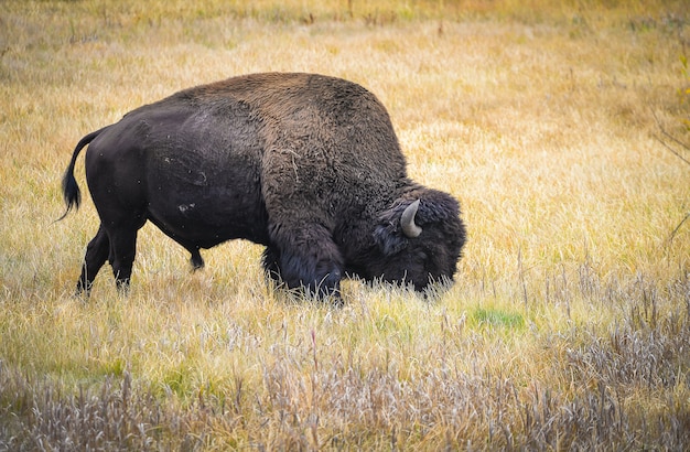 Dziki żubr W Yellowstone Parku Narodowym