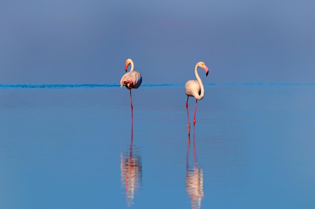 Dzikie afrykańskie ptaki Dwa różowe afrykańskie flamingi spacerują po błękitnej lagunie w słoneczny dzień