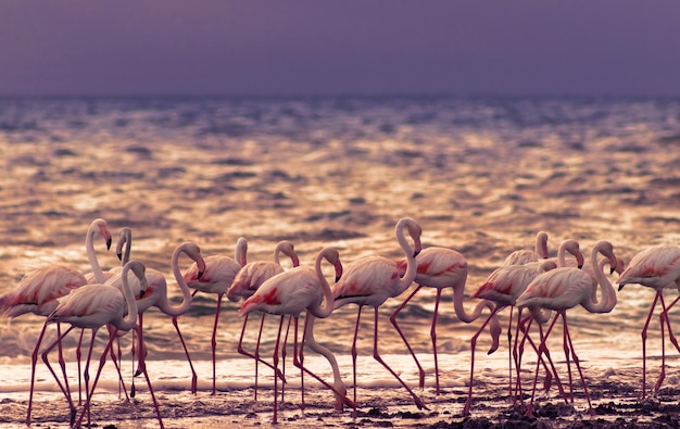 Dzikie afrykańskie ptaki Grupa dużych białych flamingów na Oceanie Atlantyckim o zachodzie słońca