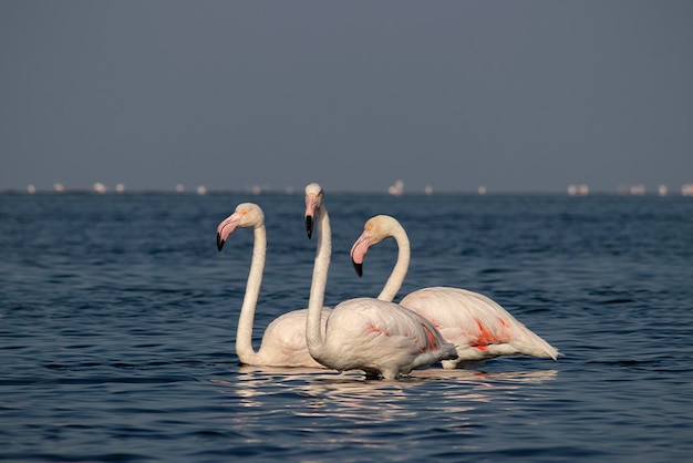 Dzikie afrykańskie ptaki Grupa ptaków różowych afrykańskich flamingów spacerująca po błękitnej lagunie w słoneczny dzień