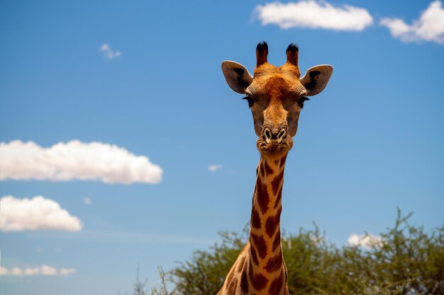 Dzikie afrykańskie życie Duża pospolita południowoafrykańska żyrafa na letnim błękitnym niebie