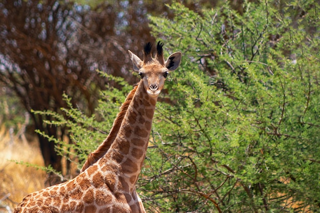 Dzikie afrykańskie życie Mała żyrafa południowoafrykańska na sawannie w słoneczny dzień