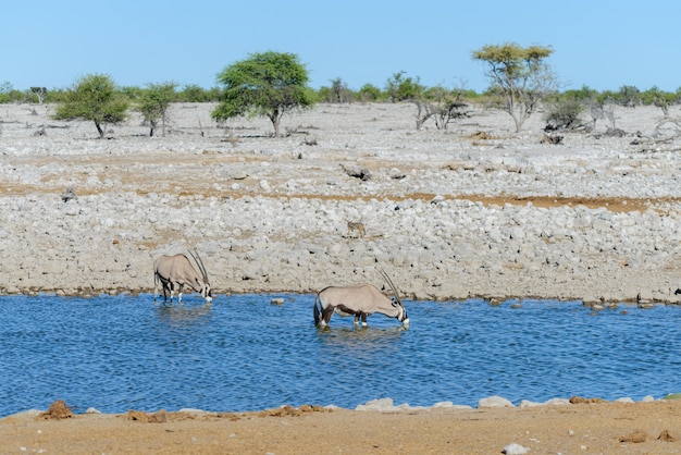 Dzikie Antylopy Kudu W Afrykańskiej Sawannie