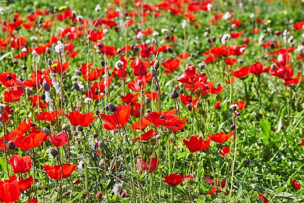 Dzikie czerwone anemony kwitną wśród zielonej trawy na łące Wspaniały wiosenny kwitnący krajobraz w rezerwacie parku narodowego Południowy Izrael