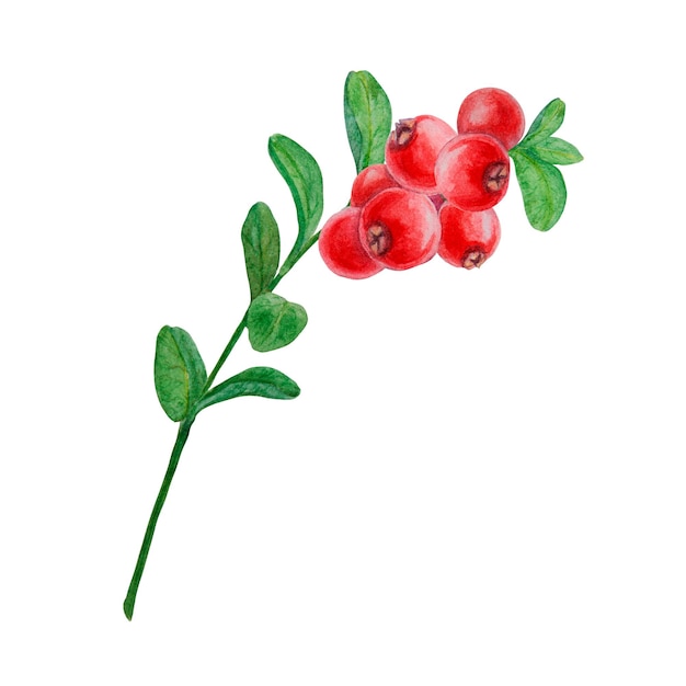 Zdjęcie dzikie czerwone jagody akwarele ręcznie narysowane botaniczne realistyczne ilustracje lasowe żurawiny
