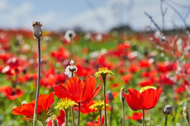 Dzikie czerwone kwiaty Anemone kwitnie zbliżenie wiosną przeciw błękitne niebo Pustynia Negew Południowy Izrael