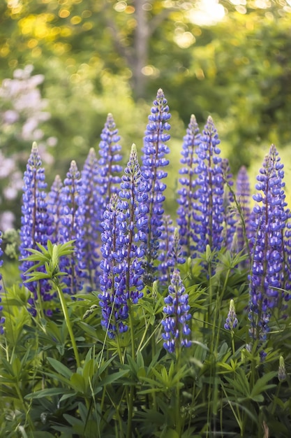 Dzikie fioletowe kwiaty łubinu. Roślina Lupinus polyphyllus kwitnąca latem.