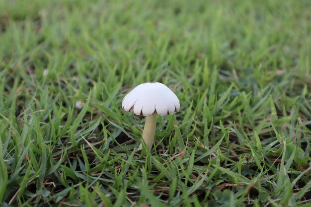 Zdjęcie dzikie grzyby na polu