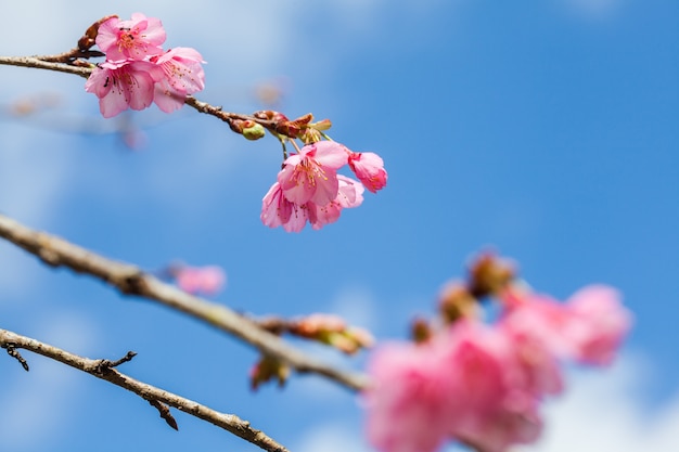 Dzikie Himalayan Cherry na drzewie znajduje się w Doi Ang Khang, Chiang Mai