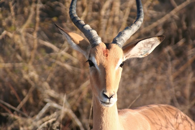 Dzikie jelenie w RPA