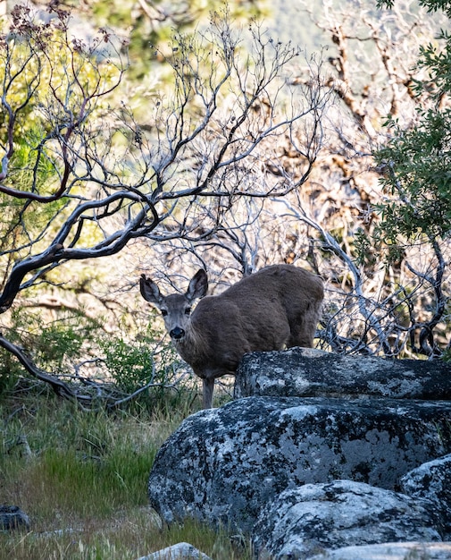 Zdjęcie dzikie jelenie w yosemite np