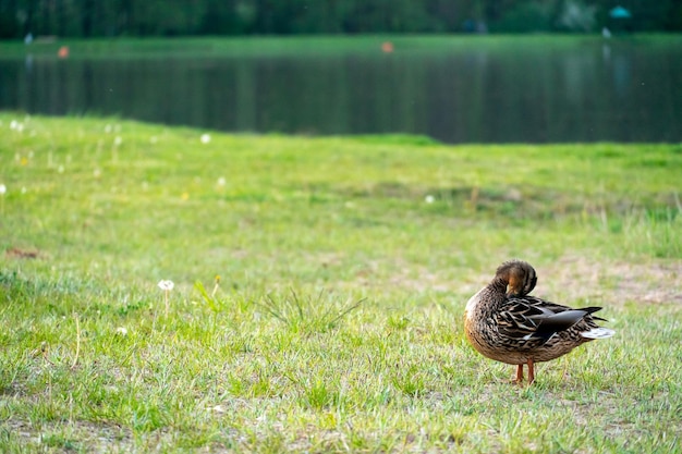 Dzikie kaczki chodzą po zielonej plaży w parku Latem kaczki pływają po jeziorze Polowanie w lesie