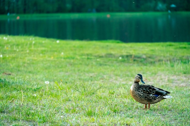 Dzikie kaczki chodzą po zielonej plaży w parku Latem kaczki pływają po jeziorze Polowanie w lesie