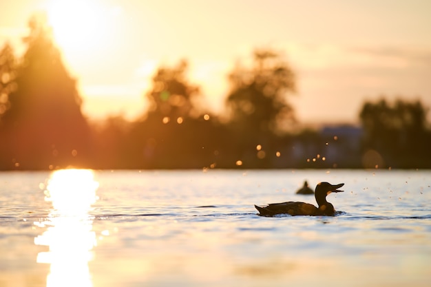 Dzikie kaczki pływające po wodzie jeziora w jasny zachód słońca. Koncepcja obserwacji ptaków.