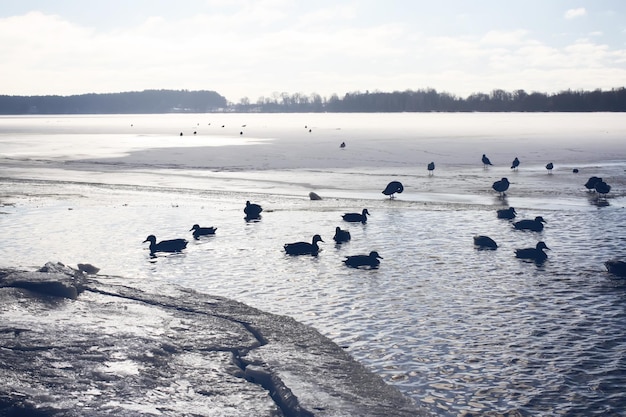 Dzikie kaczki pływanie na rzece Daugava w zimie w Rydze, Łotwa, Europa Wschodnia.