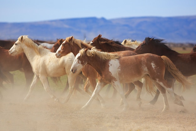 Dzikie konie biegnące z kurzem na Western Ranch