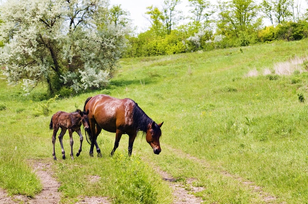 Dzikie konie stepowe pasą się