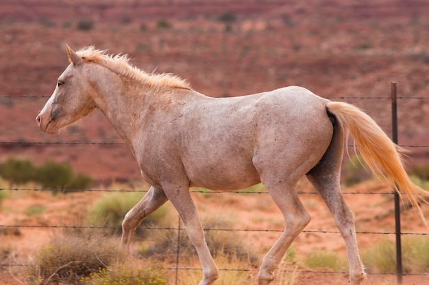 Dzikie Konie W Utah