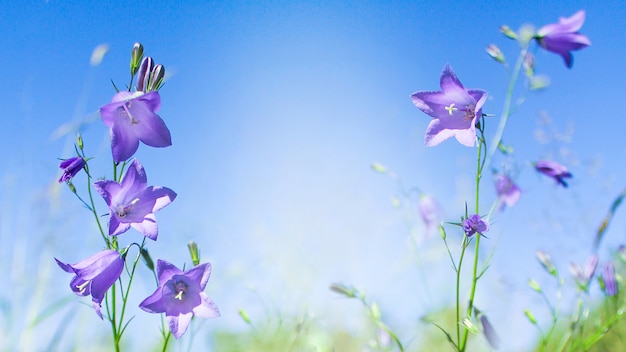 Dzikie Kwiaty Kłoda. Kwiaty Fioletowo-niebieskie Campanula Persicifolia Bellflower