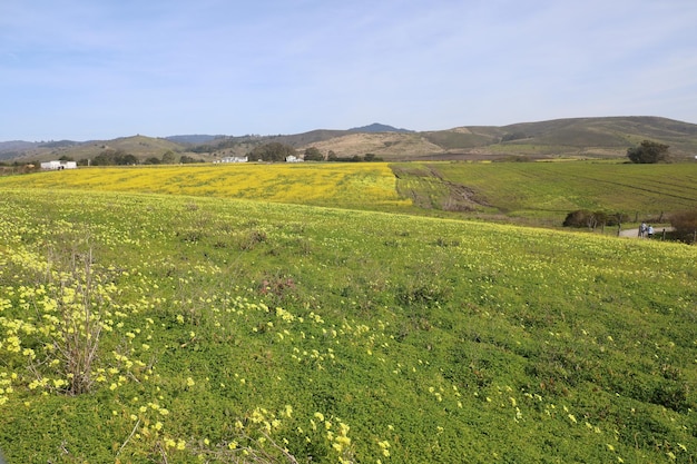 Dzikie kwiaty w Henry Cowell Ranch w Kalifornii