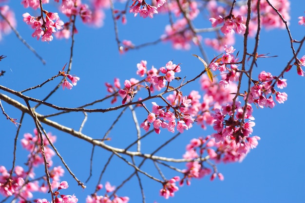 Dzikie Kwiaty Wiśni Himalajskiej Lub Sakura Na Niebieskim Niebie