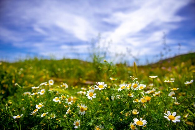 Dzikie Kwiaty, Zwłaszcza Zdjęcie Stokrotek Zrobione W Poziomie