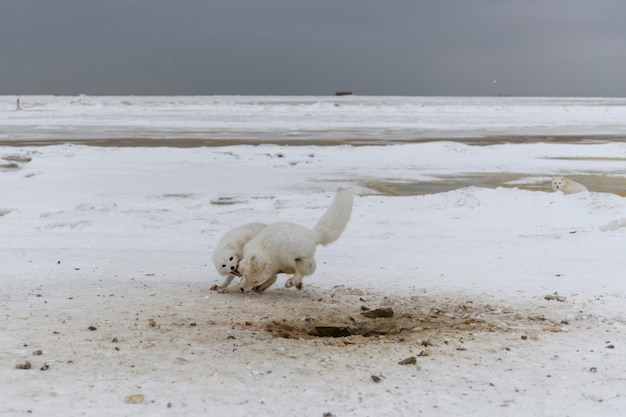 Dzikie lisy polarne walczące w tundrze w okresie zimowym. Biały lis polarny agresywny.