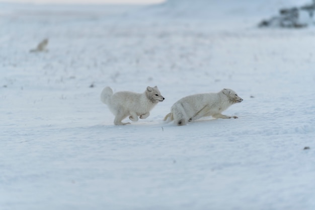 Dzikie lisy polarne walczące w tundrze w okresie zimowym. Biały lis polarny agresywny.