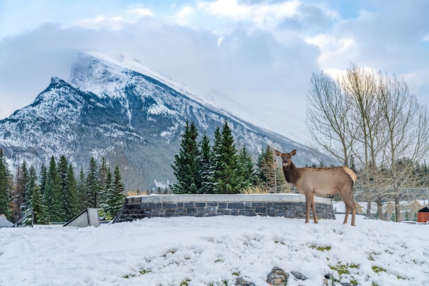 Dzikie łosie wędrują swobodnie po terenach rekreacyjnych Banff Skateboard Park w śnieżną zimę