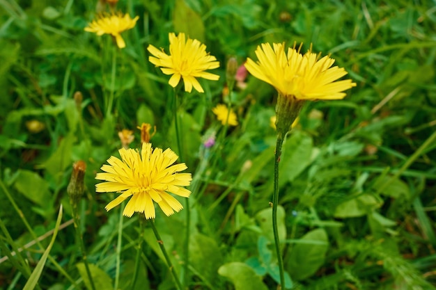 Dzikie lub łąkowe żółte kwiaty na zbliżenie zielonej trawy
