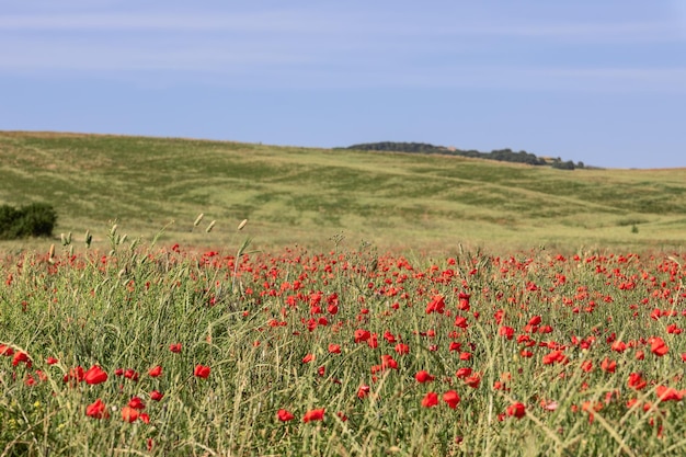 Dzikie maki kwitnące w Toskanii Włochy latem Val d'Orcia Włochy