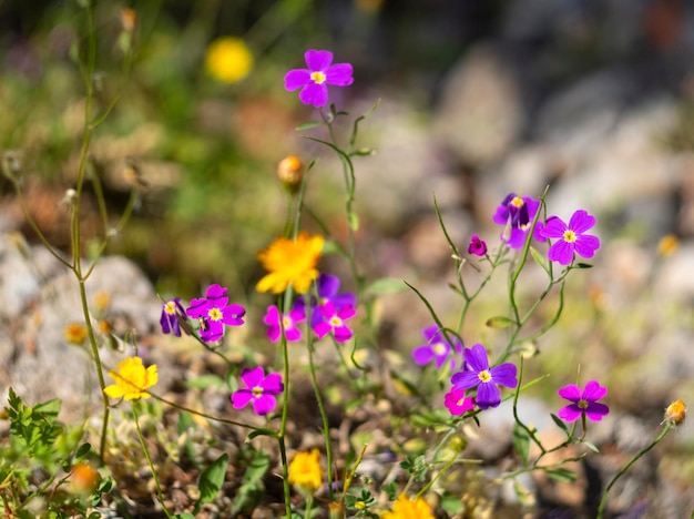 Dzikie małe kwiaty w górach na greckiej wyspie w Grecji
