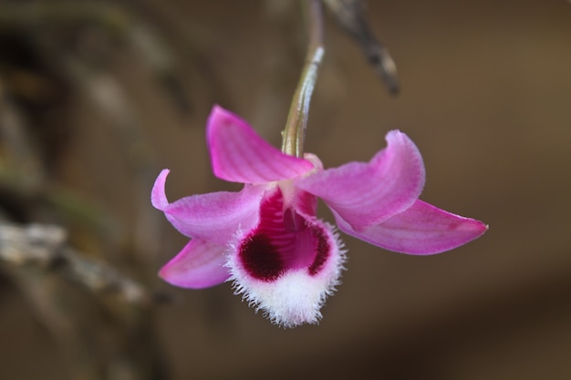 Dzikie Orchidee W Lesie W Tajlandii