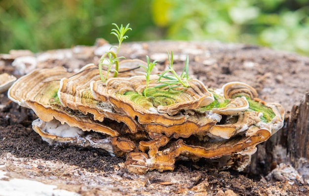 Zdjęcie dzikie pieczarki na drewnie i natura ranku