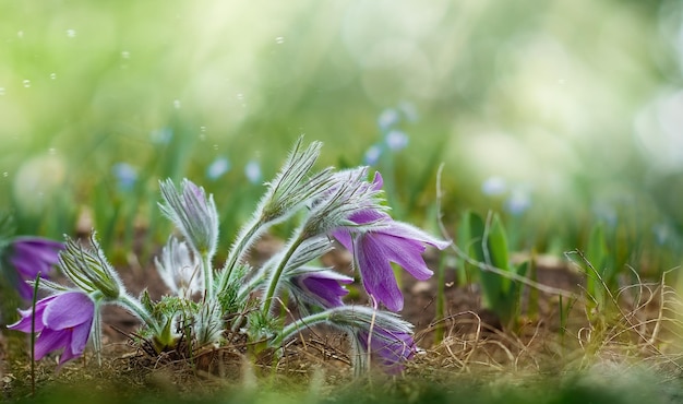 Zdjęcie dzikie pierwiosnki w selektywnym skupieniu naturalne tło wiosna