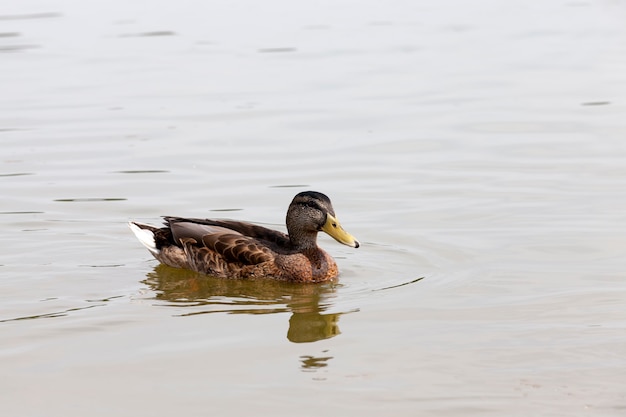 Dzikie ptactwo wodne kaczki w przyrodzie, kaczki w ich naturalnym środowisku, obszar z dużą liczbą jezior, w których żyją kaczki