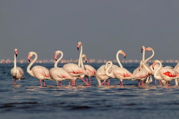 Dzikie ptaki Grupa ptaków białych flamingów afrykańskich spacerujących po błękitnej lagunie w słoneczny dzień